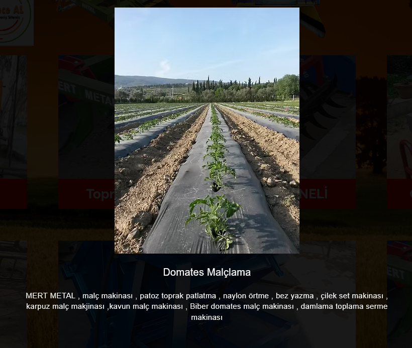 Domates malclama tarlada - naylon ortme makinesi